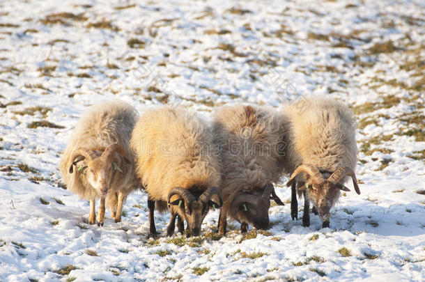 冬季绵羊