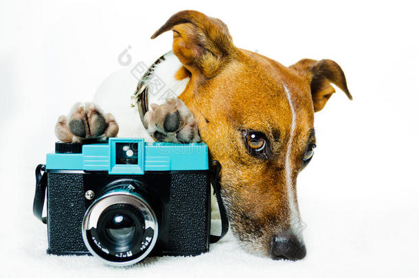 带墨镜和照相机的狗
