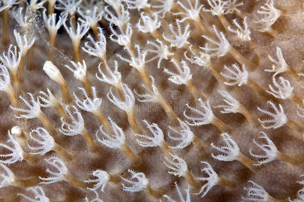 红海中黏糊糊的皮革珊瑚的细节。
