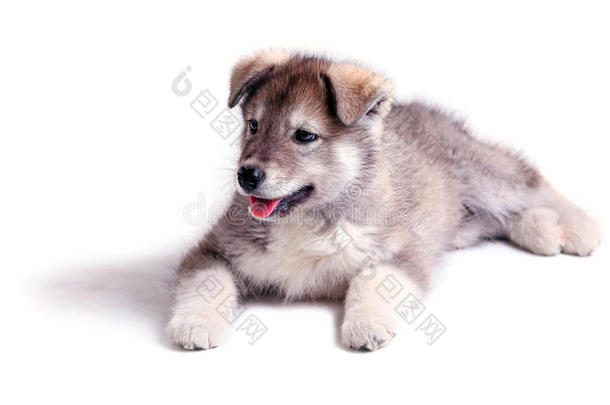 两个月大的阿拉斯加阿拉斯加阿拉斯加幼犬