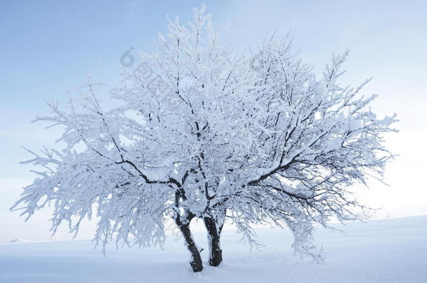 雪景优美的树