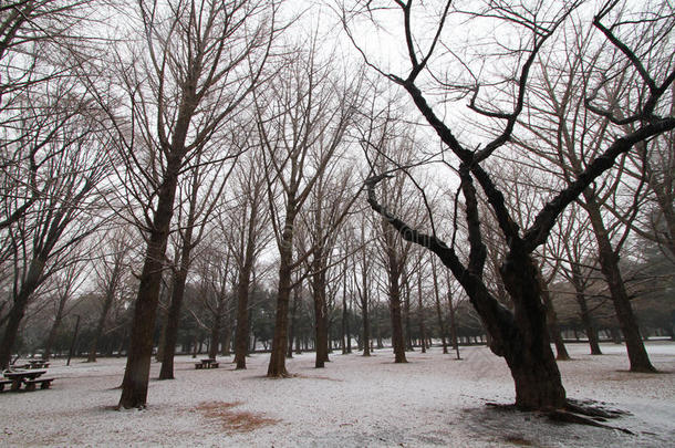 日本冬季yoyogi花园