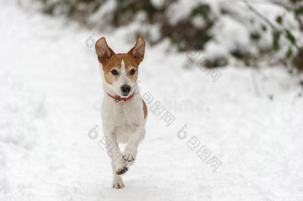 帕森杰克罗素猎犬在雪地里奔跑