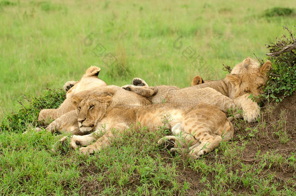 三只<strong>小狮</strong>子睡在草地上