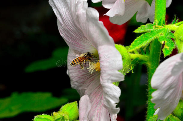 蜜蜂落在花上的微距镜头