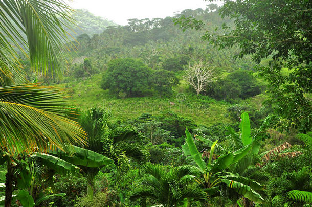 多米尼加共和国的丛林
