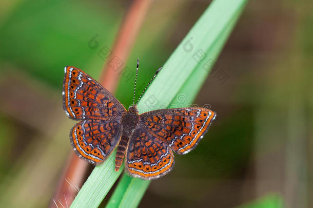 雨林中的金属标记蝴蝶。