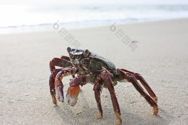 喀拉拉邦瓦卡拉海滩上有趣的红螃蟹
