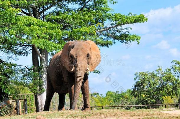 美丽的非洲象