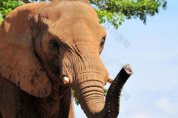 美丽的非洲象