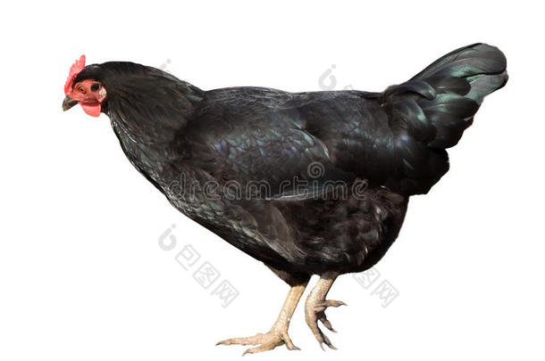 黑色母鸡。 在白色上隔离