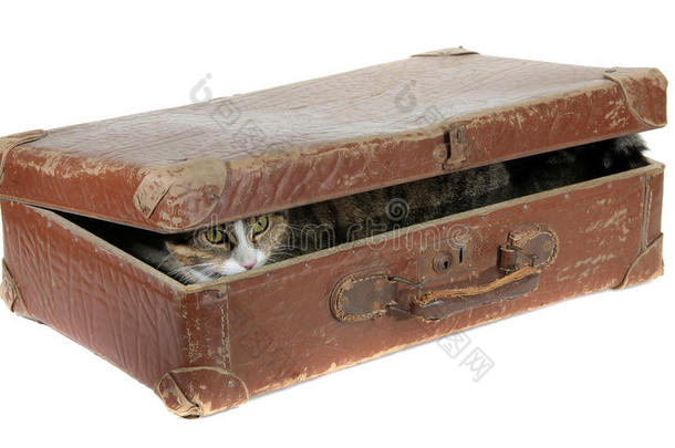 装在旧手提箱里的<strong>可爱猫</strong>