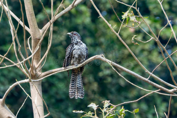 亚洲koel_female_perched_branch_green_background