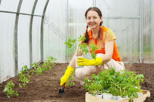妇女种植番茄喷口