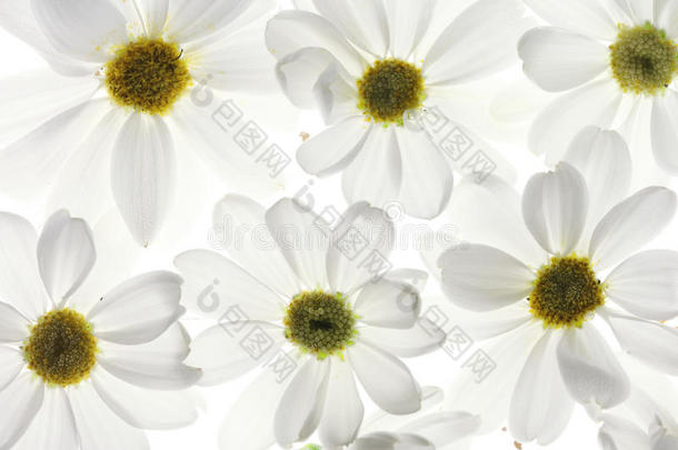 白色雏菊花瓣
