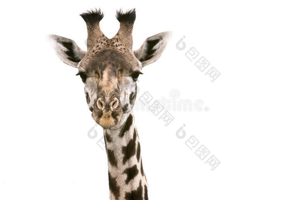 坦桑尼亚长颈鹿，长颈鹿头部被隔离在白色