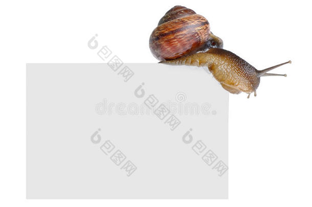 空海报上的蜗牛