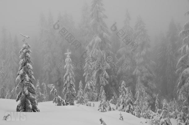 白雪覆盖的高山树木。