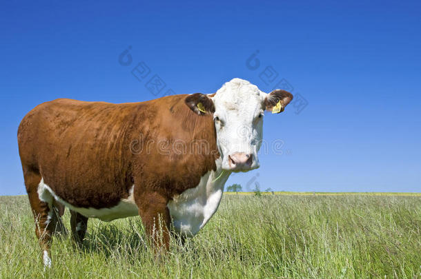 牛，牛，牛