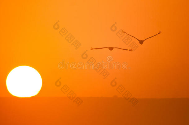 鹤和太阳