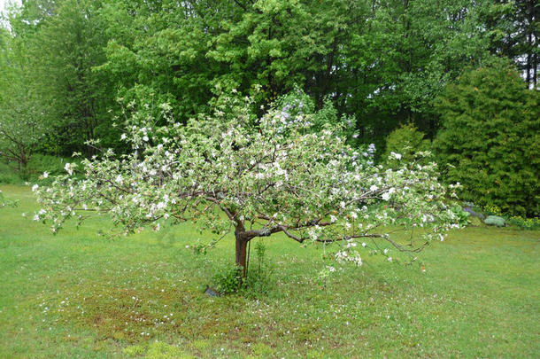 春天开花的苹果树。