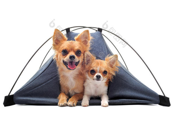 帐篷里的小狗和成年吉娃娃