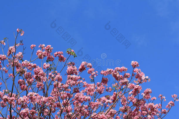 <strong>盛开</strong>的粉<strong>红玫瑰</strong>tabebuia rosea