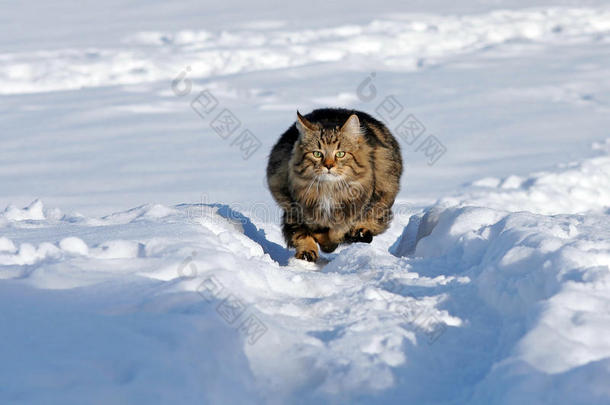 在雪地里奔跑给人以乐趣