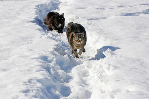 在雪地里奔跑给人以乐趣