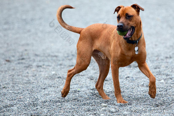 把球带回来的猎犬