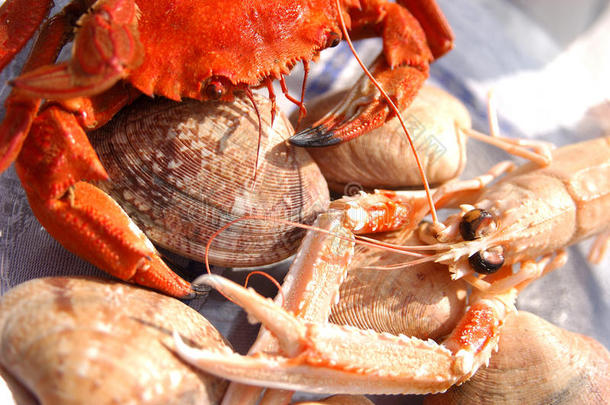 portunus、littleneck clams和都柏林湾大虾