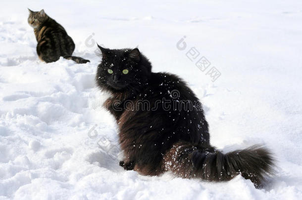 雪地里的两只猫