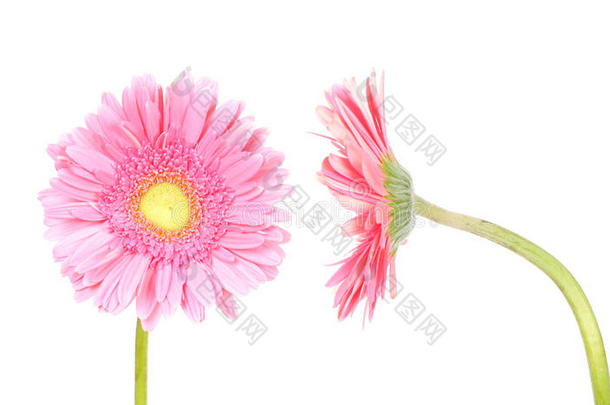 花粉色非洲菊（正视图和侧视图）