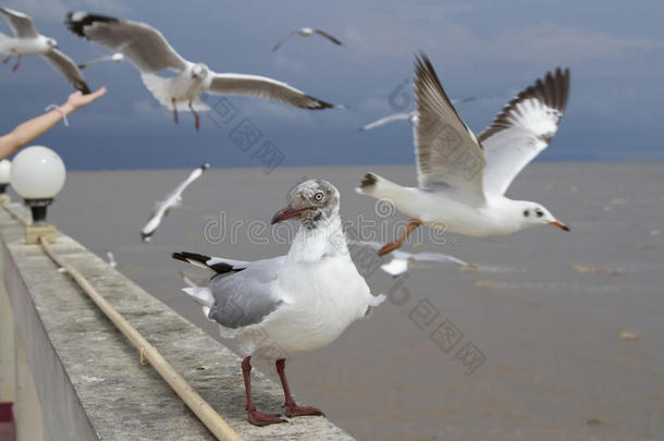 海鸥向前看