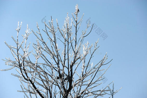 冰凉的树枝