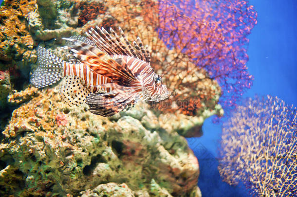 珊瑚和深海鱼类