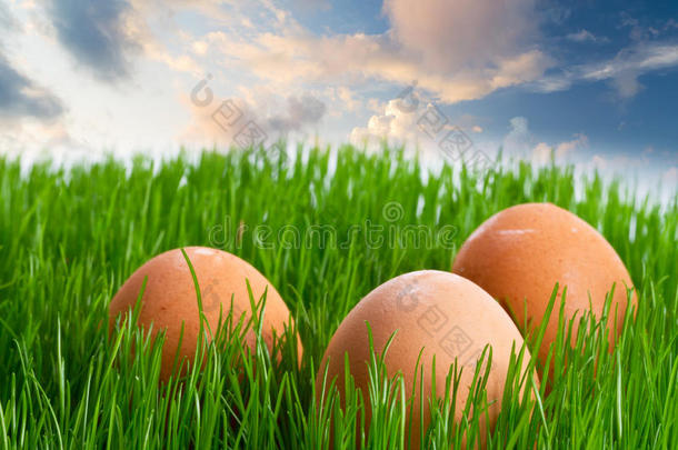 蓝天上草丛里的鸡蛋