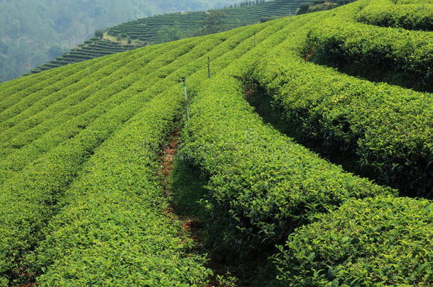 绿茶农场