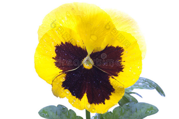 黄紫色堇型花