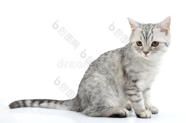 灰白色苏格兰小猫摆姿势