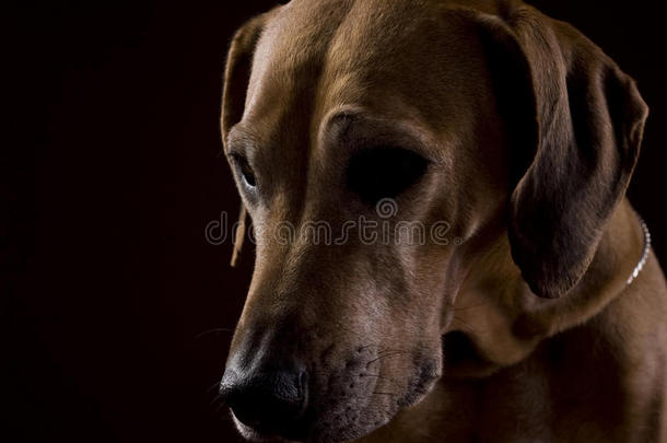 罗得西亚脊背母狗8，低调的头像