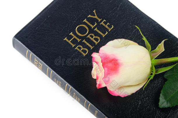 圣经与玫瑰