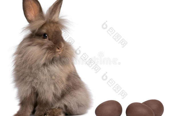 巧克力狮子头兔子配巧克力蛋