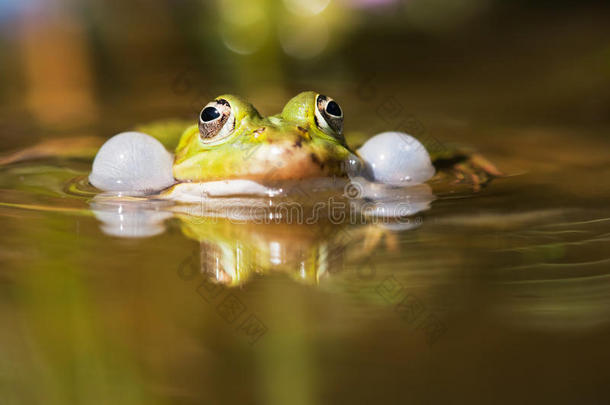 常见的水蛙有气泡