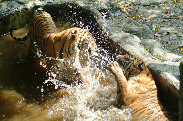 年轻的老虎在玩耍。