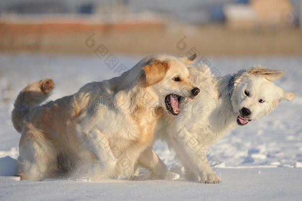 两只狗在雪地里繁殖拉布拉多犬