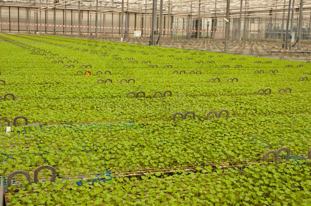 荷兰苗圃中的<strong>小型盆栽</strong>植物