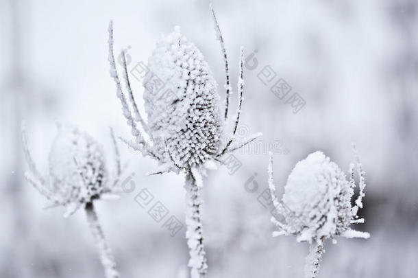 白雪覆盖的毛茛