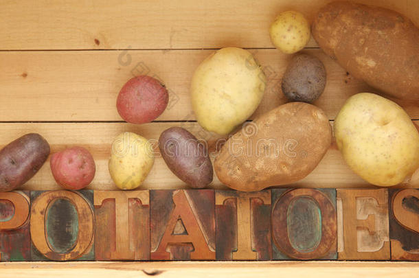 马铃薯品种