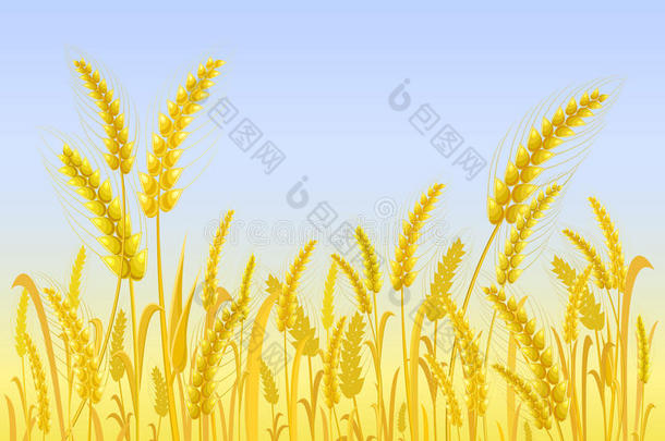 淡蓝色天空的黄色麦田